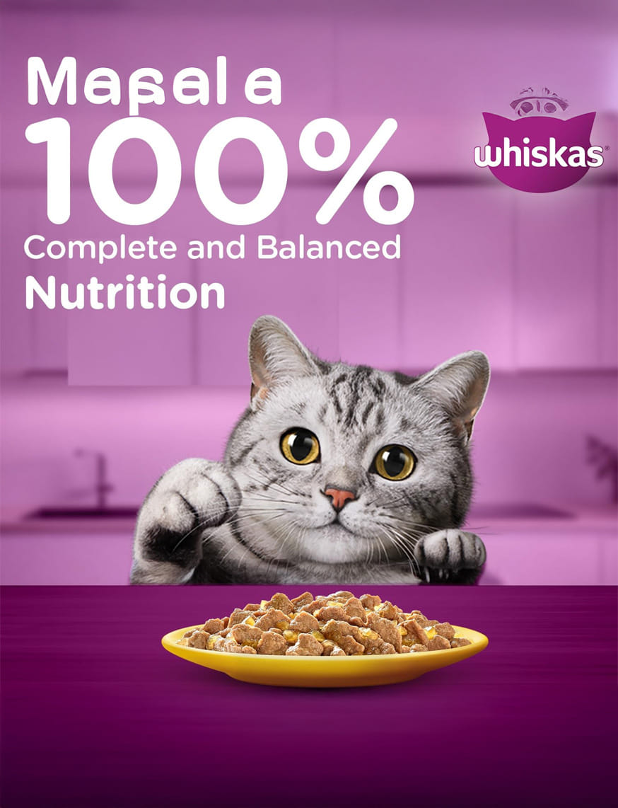 Chicken In Gravy (1+ Years) – thumbnail 10