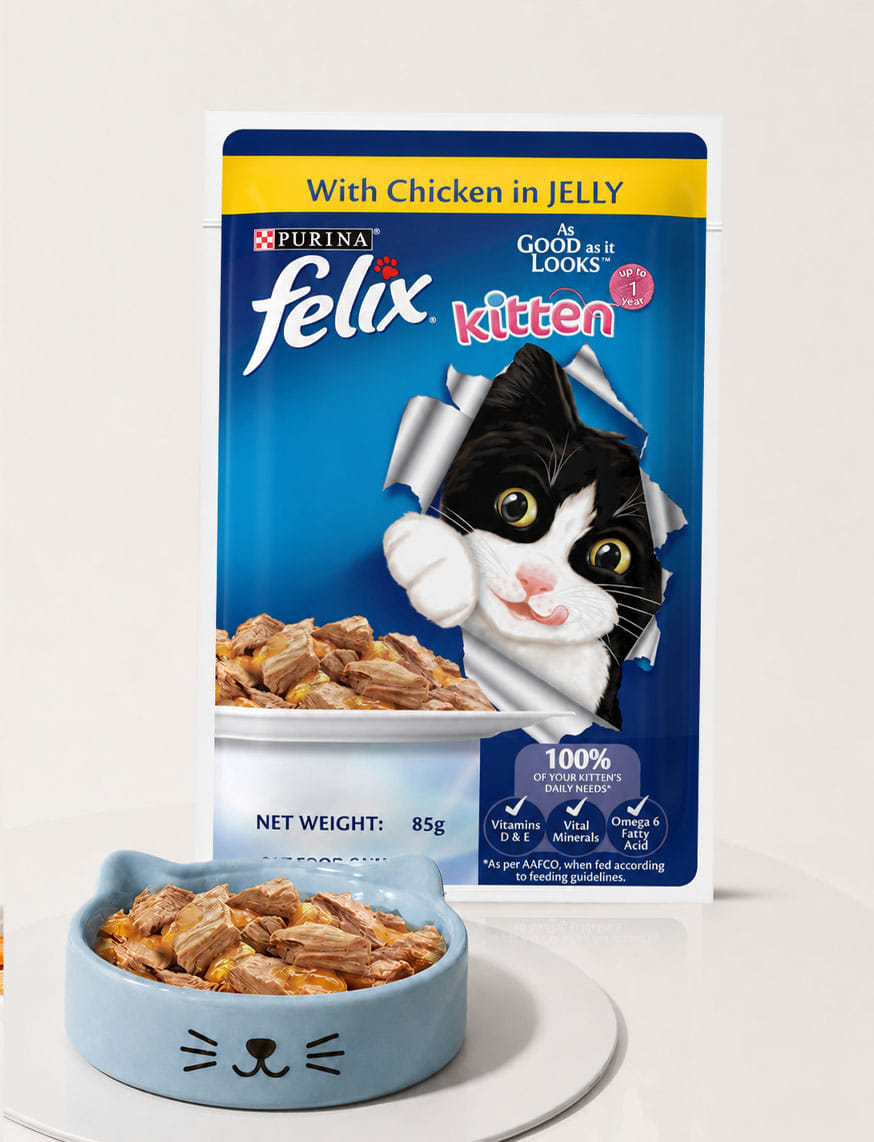 Wet Food For Kitten