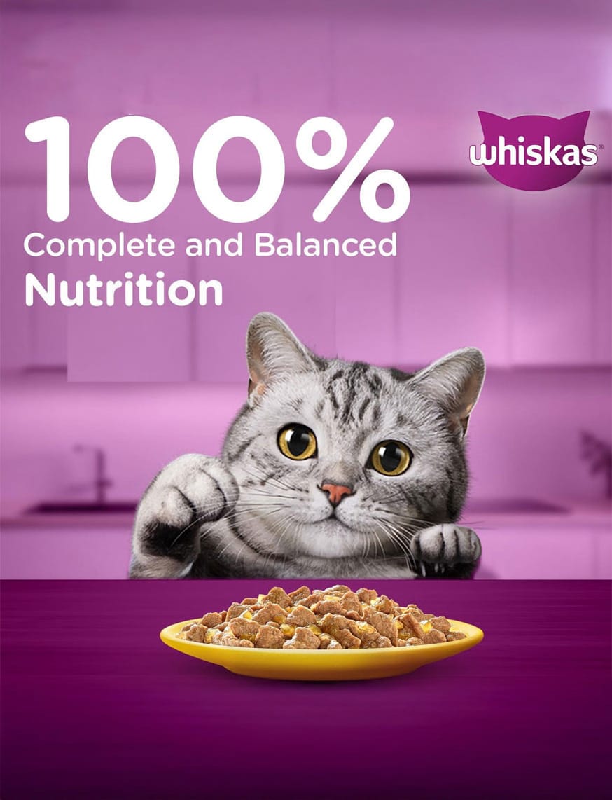 Chicken In Gravy (1+ Years) – thumbnail 10