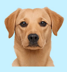Pet Care